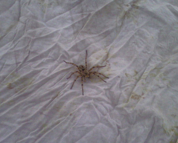 Виталий Хлыстунов