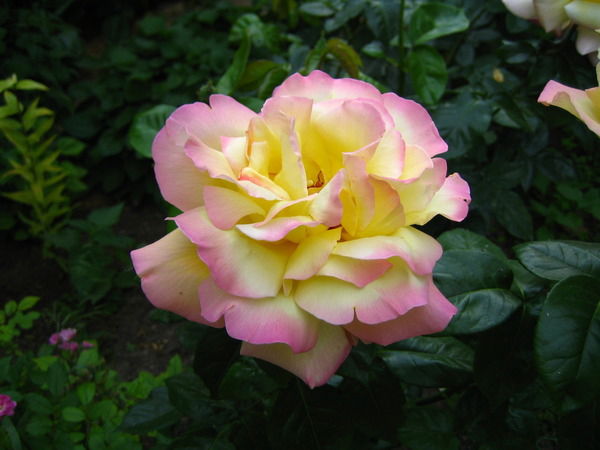 Мила Дзаурова