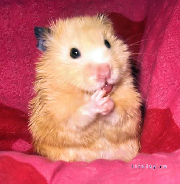 Сергей Нечитайло