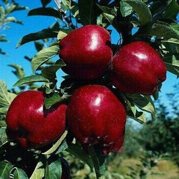 Гулкумар Абдуллаева