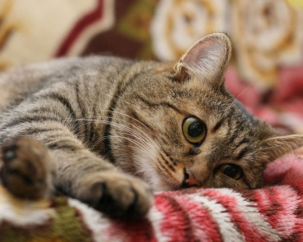 Комова Галина