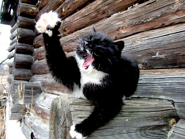 Юля Шебанова