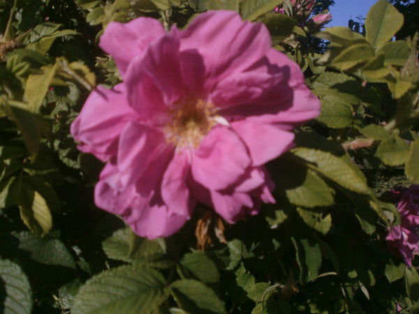 Елена Кузьмина