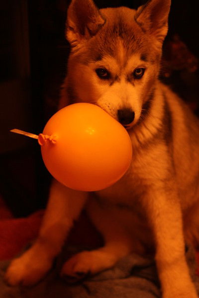 Еленушка Мельянцева