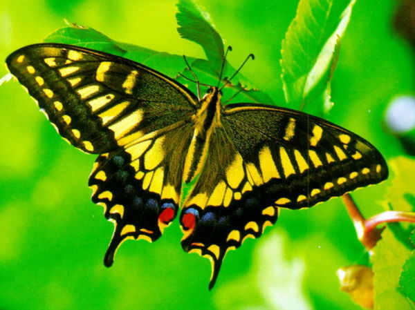 Юлия Исаева