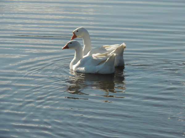 Виктория Ходанович