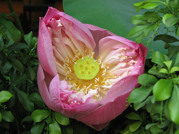 Елена Салихова