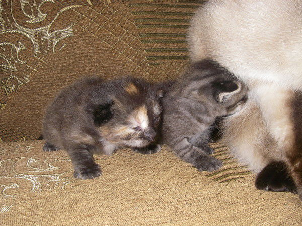 Елена Новикова