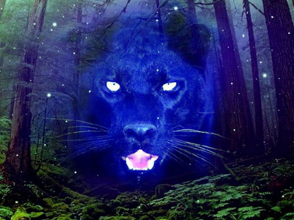 Вусал Мамедов