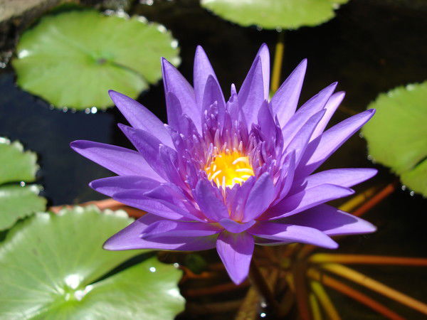 Руслан Саттаров