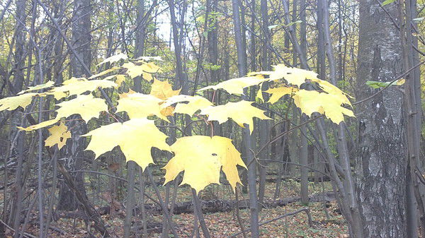 Татьяна Татьяна