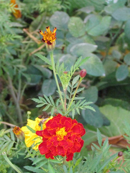 Талгат Кабыжанулы