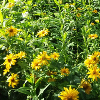 Любовь Вагнер