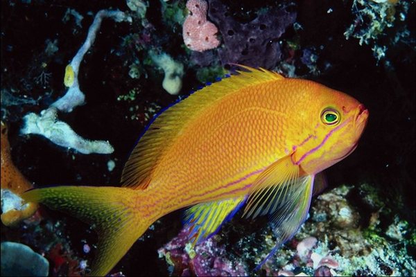 Антонина Ларионова