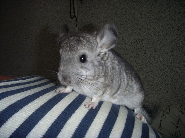 Игорь Козлов