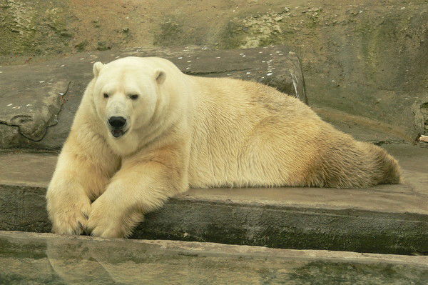 Олег Киселев