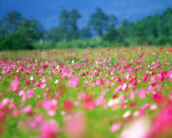 Татьяна Галанская