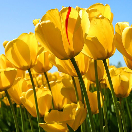 Евгения Буртолик