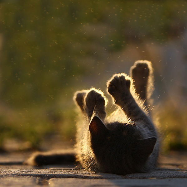 Екатерина Майборода