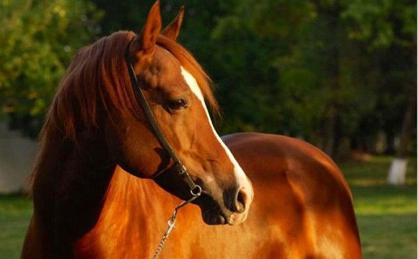 Разия Айтулова