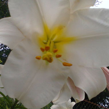 Людмила Коваль