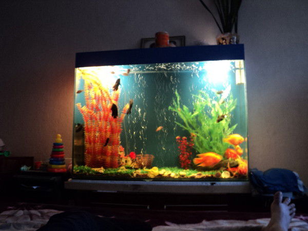 Шынар Абекова