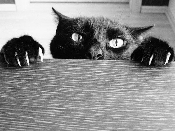 Олеся Дмитриева