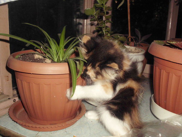 ((( Машуля )))