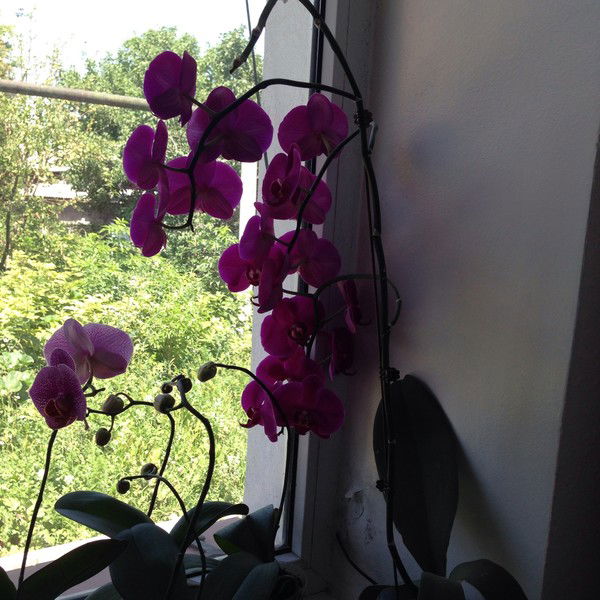 Русалина Якушева