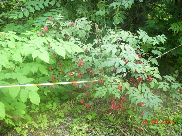 Алёна Тарасова