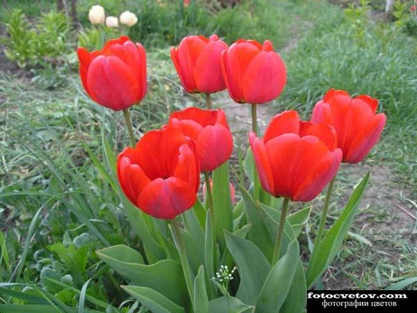 Сауле Алпыспаева