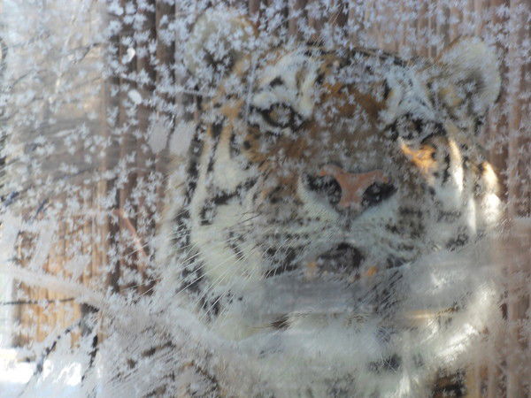 Адиль Кулжанов