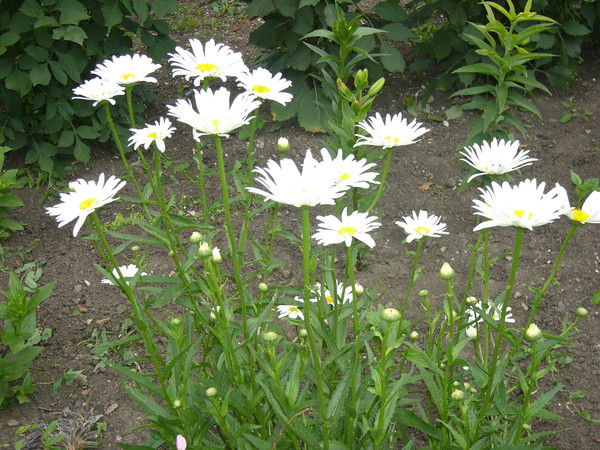 Елена Ханина