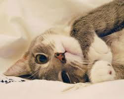 Лиза Романова