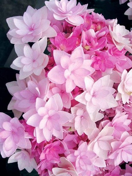 Регина Жамирова