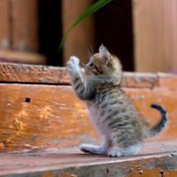 Даша Молчанова