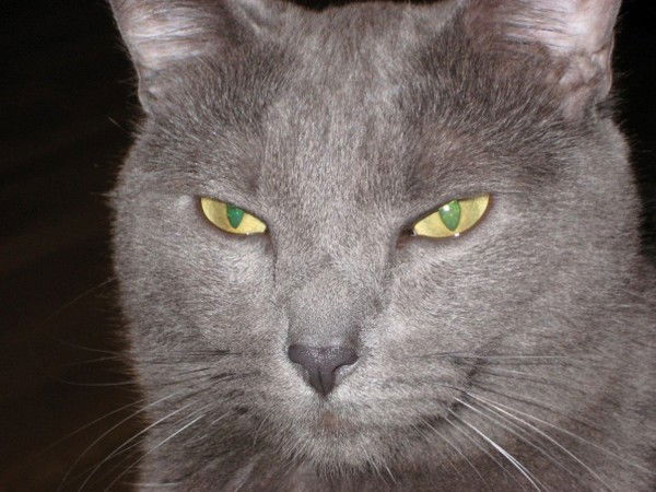 Любовь Хорькова