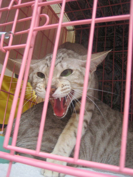 Елена Алтухова