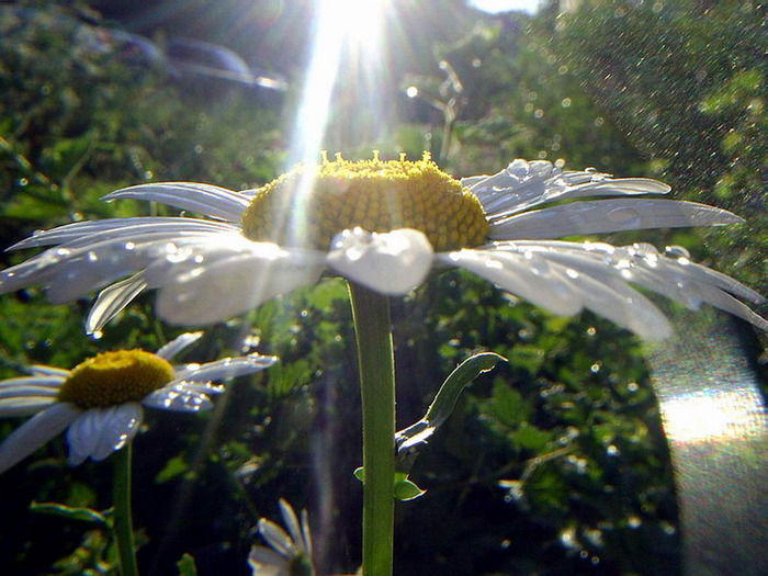 Наталия Дяченко