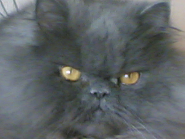 Дмитрий Потапов