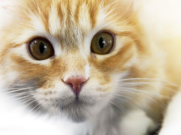 Lizzi Ярушина