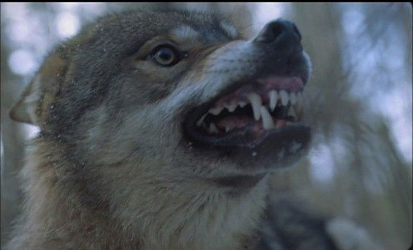 Алексей Никифоров