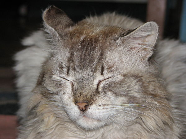 Александр Кичанов