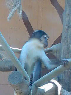 Кристина Вайсвилайтэ