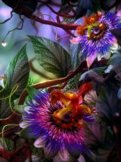 Мусатилла Тоханов