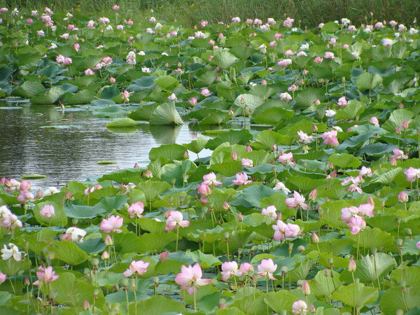 Татьяна Щёголева
