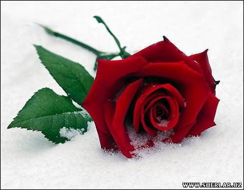 Гулчехра Мирзарахимова