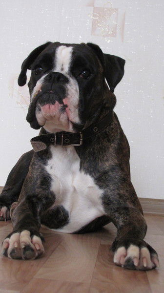 Максим Косолапов