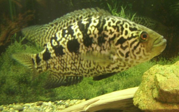 Сергей Плотников