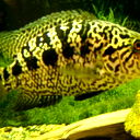 Сергей Плотников